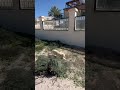 Cat has the zoomies 😹❤️ #adventurecat #beachcat #gato