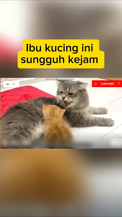 Induk kucing tak mau menyusui si oyen 😥