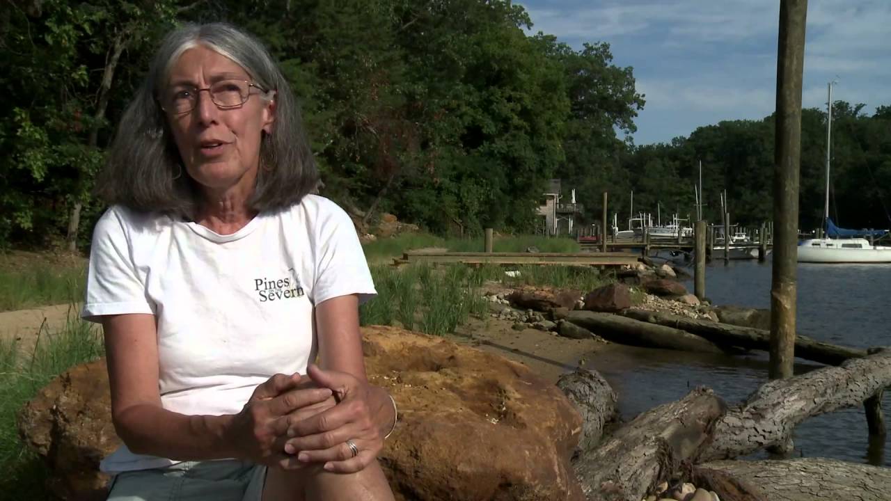 Pines on the Severn Living Shoreline Project YouTube