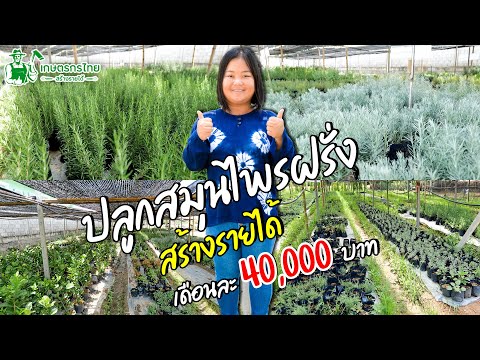 ชมสวนเกษตรกรไทย l Ep58 ตอน ปลูกโรสแมรี่ สมุนไพรฝรั่ง สร้างรายได้ เดือนละ 40,000 บาท