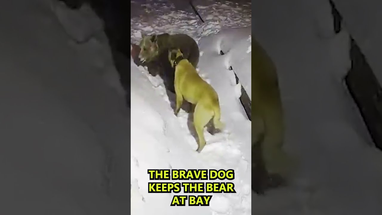 Bear Vs Dog Fight Saves Owner From Shorts Bears Animals