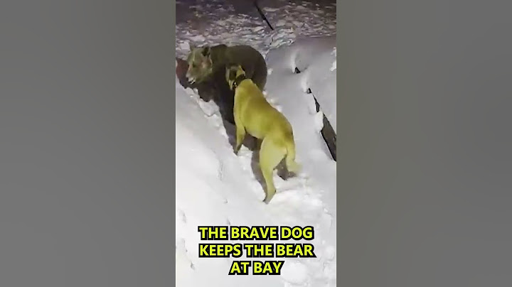 Bear vs. Dog fight, Dog saves Owner from Bear #shorts #dog #bears #animals