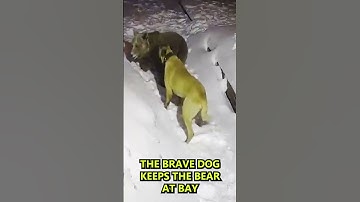 Bear vs. Dog fight, Dog saves Owner from Bear #shorts #dog #bears #animals