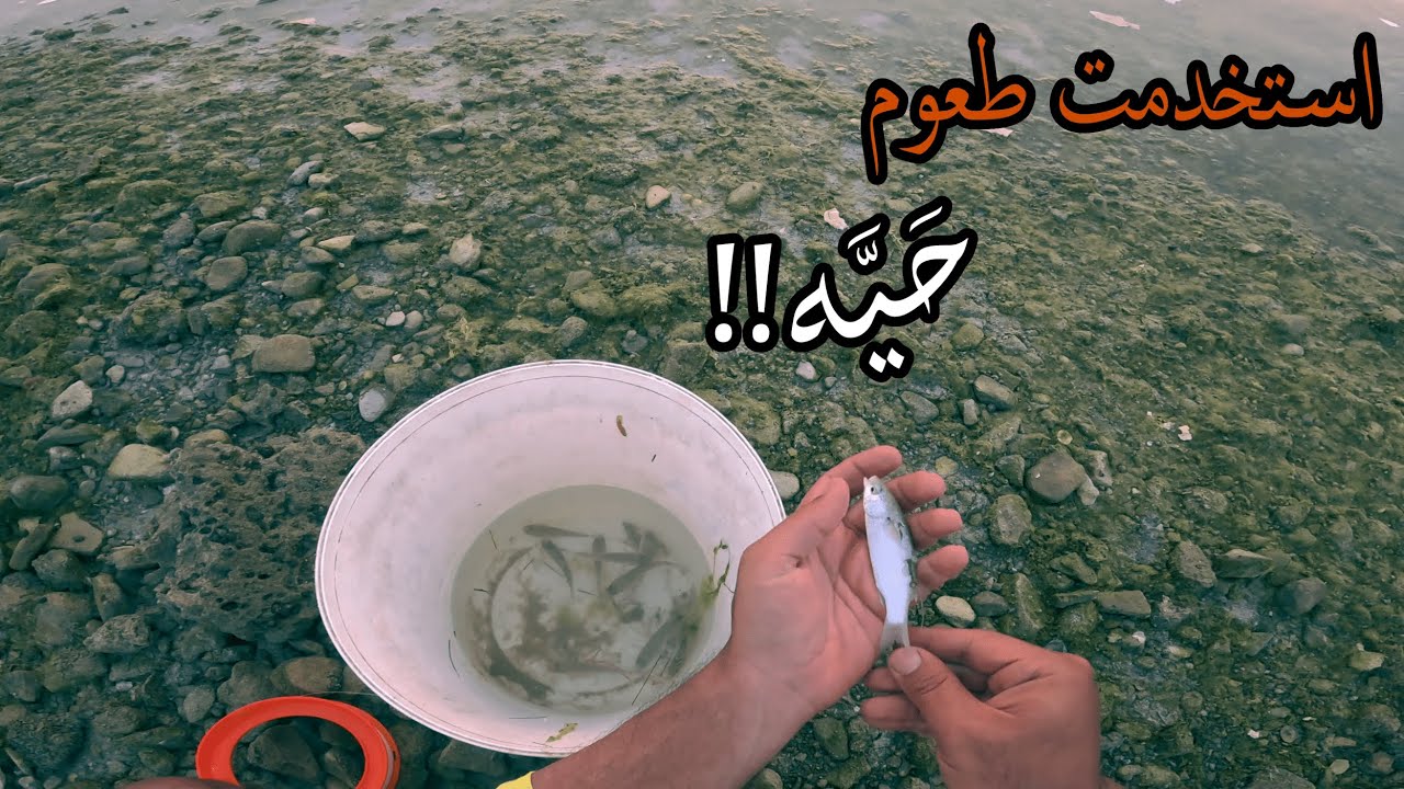 الصيد بسمك البوري الحي (ميد او عربي)