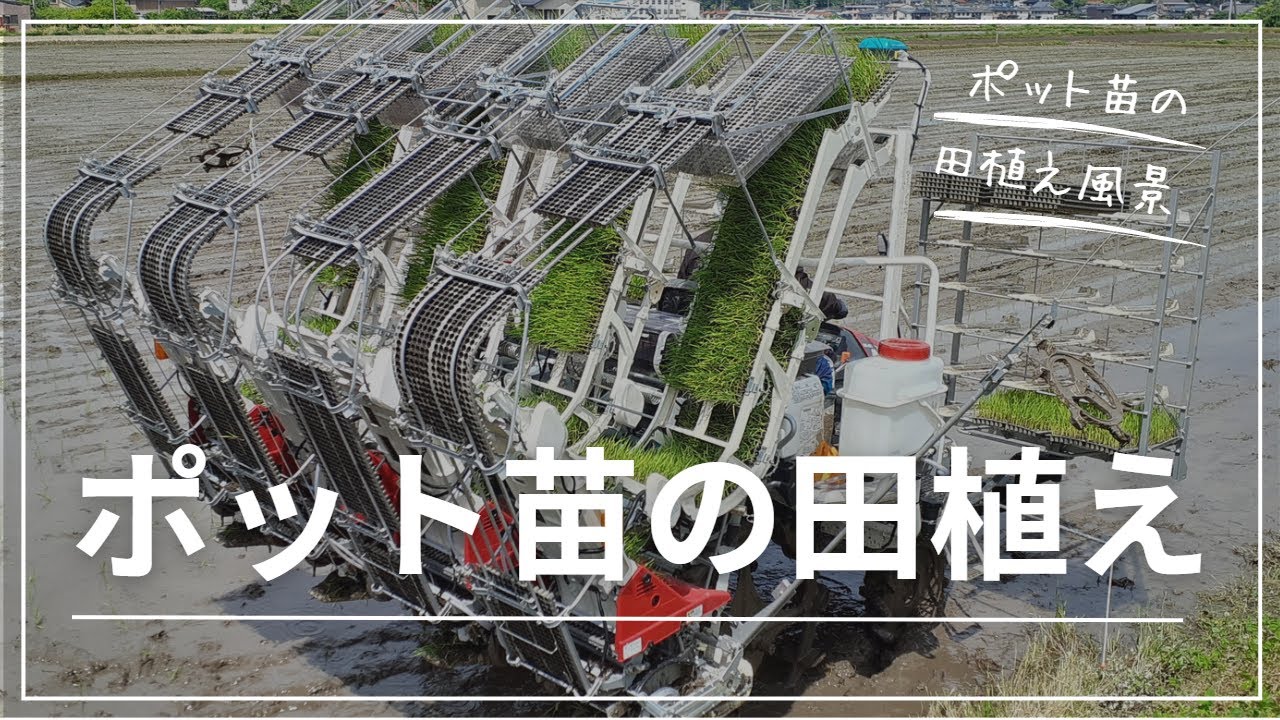 田植え機でポット苗を植え付ける作業の様子 - YouTube