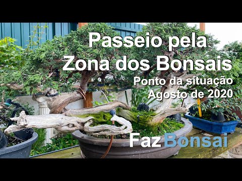 Vídeo: Com Cultivar Bonsais De Pi