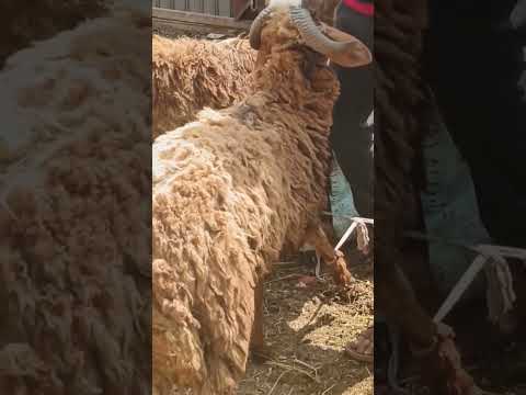 ال12 خروف ب8200 لسه الدنيا فيها خير شوية غنم دوره سريعه وتركب عربية 01020119289