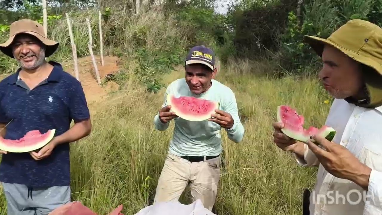 Colheita da melancia na agrovila do agricultor Antônio