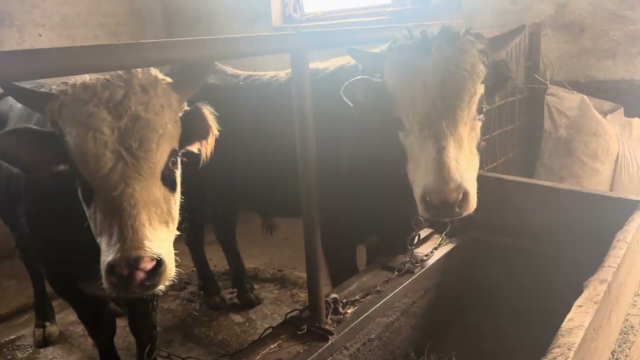 Откорм Быков 