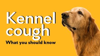 How We Managed and Contained a Kennel Cough Outbreak