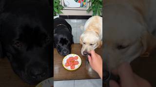 I am not Happy😭😇🐕#youtubeshorts #labrador #shorts #pitbull #dog
