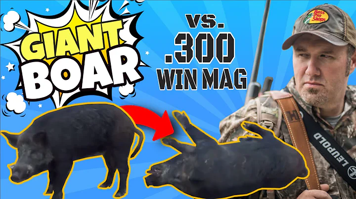 GIANT boar gets SMOKED with .300 WIN MAG.