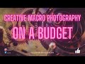 Creative macro photography on a budget