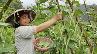 Full Video: 75 Days Build Farm, Growing Beans, Vegetables and Harvesting It to Sell at Market