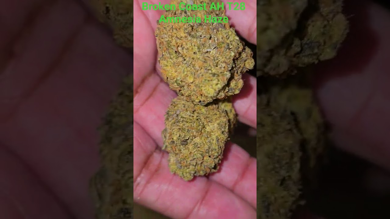 UK Medical Flower. Broken Coast AH T28 Amnesia Haze - Very very sticky and pure Haze terps. Amazing