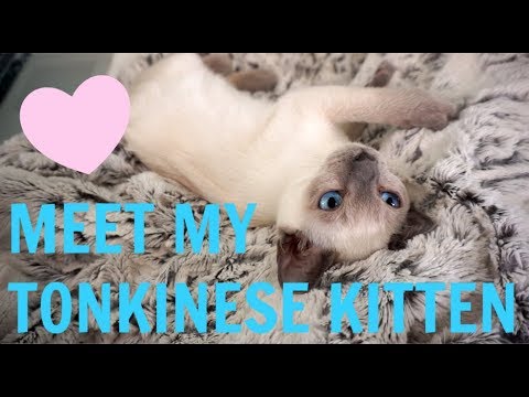 MEET MY TONKINESE KITTEN!