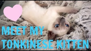 MEET MY TONKINESE KITTEN! by Dr. Brittany Link 28,266 views 5 years ago 8 minutes, 9 seconds