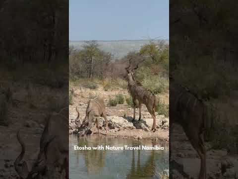 Etosha Wildlife Highlights | Incredible Safari Moments in Namibia #naturetravelnamibia  #safari