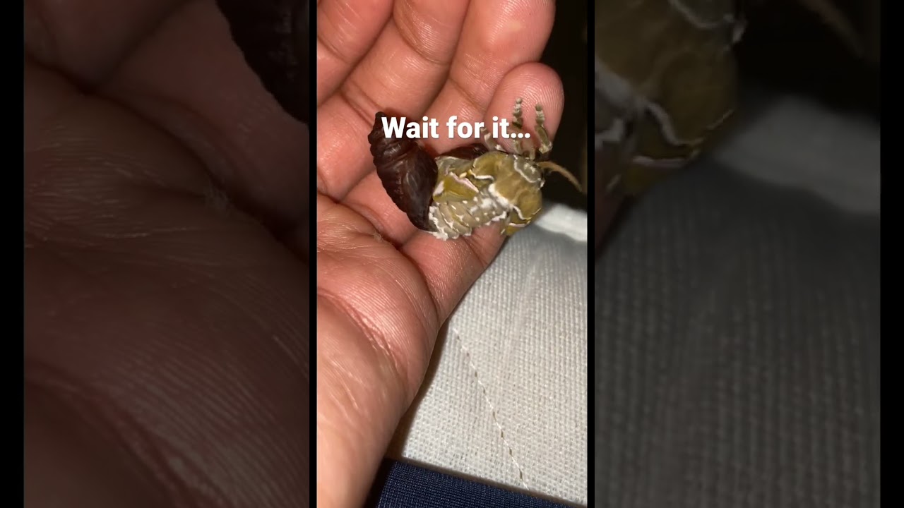 Moth hatching from pupae! 