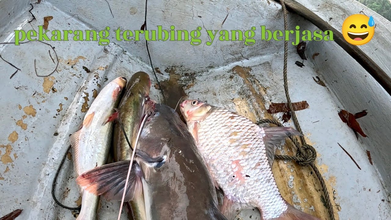 Pekarang terubing yang berjasa 😅