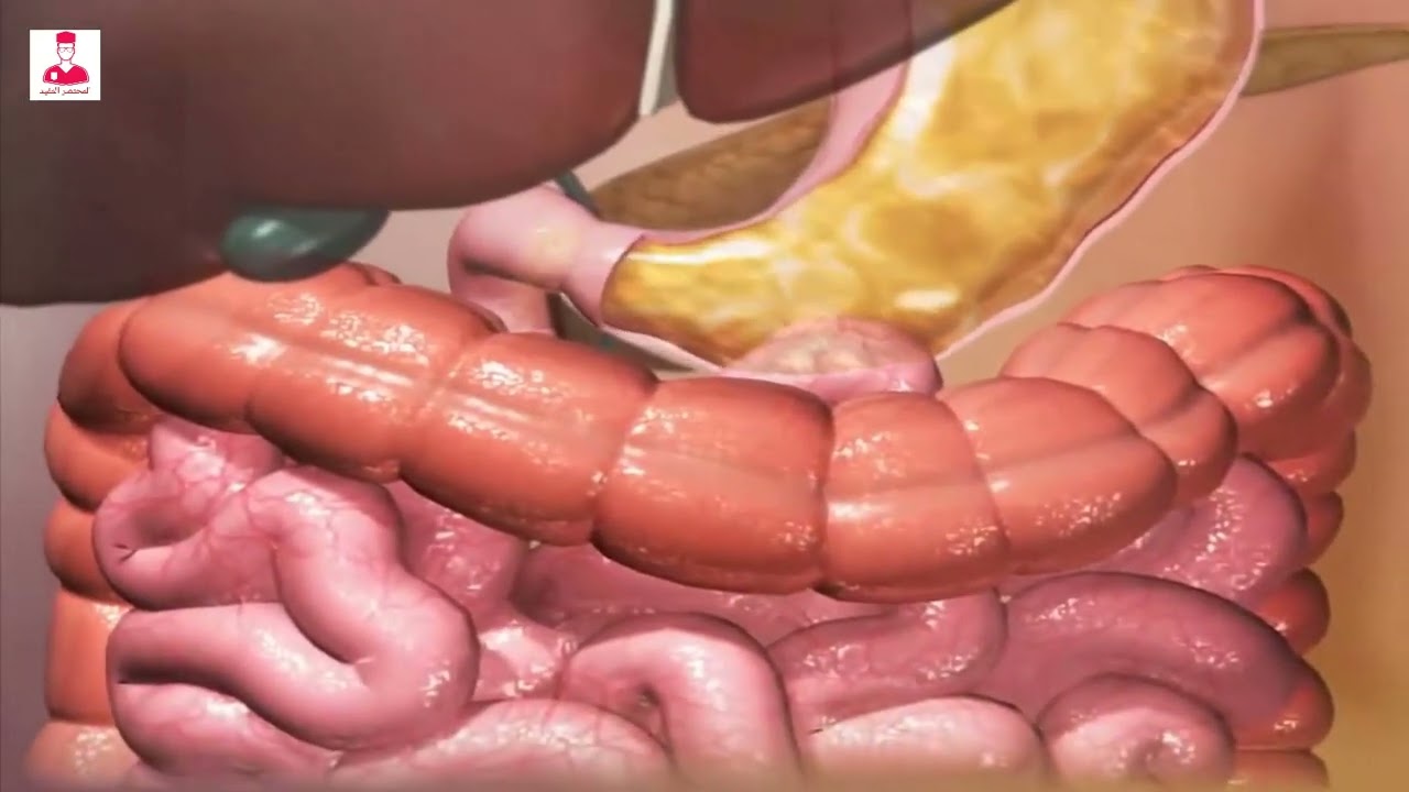 مراحل هضم الطعام #المختصر_المفيد