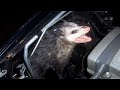 Are There Creatures Living in Your Car You Don’t Know About?