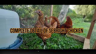 Sebright Chicken Facts in English