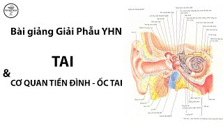 Hanoi Medical University Anatomy Lecture: The Ear, Vestibulocochlear Organ (Dr. Khoa) - Residency...