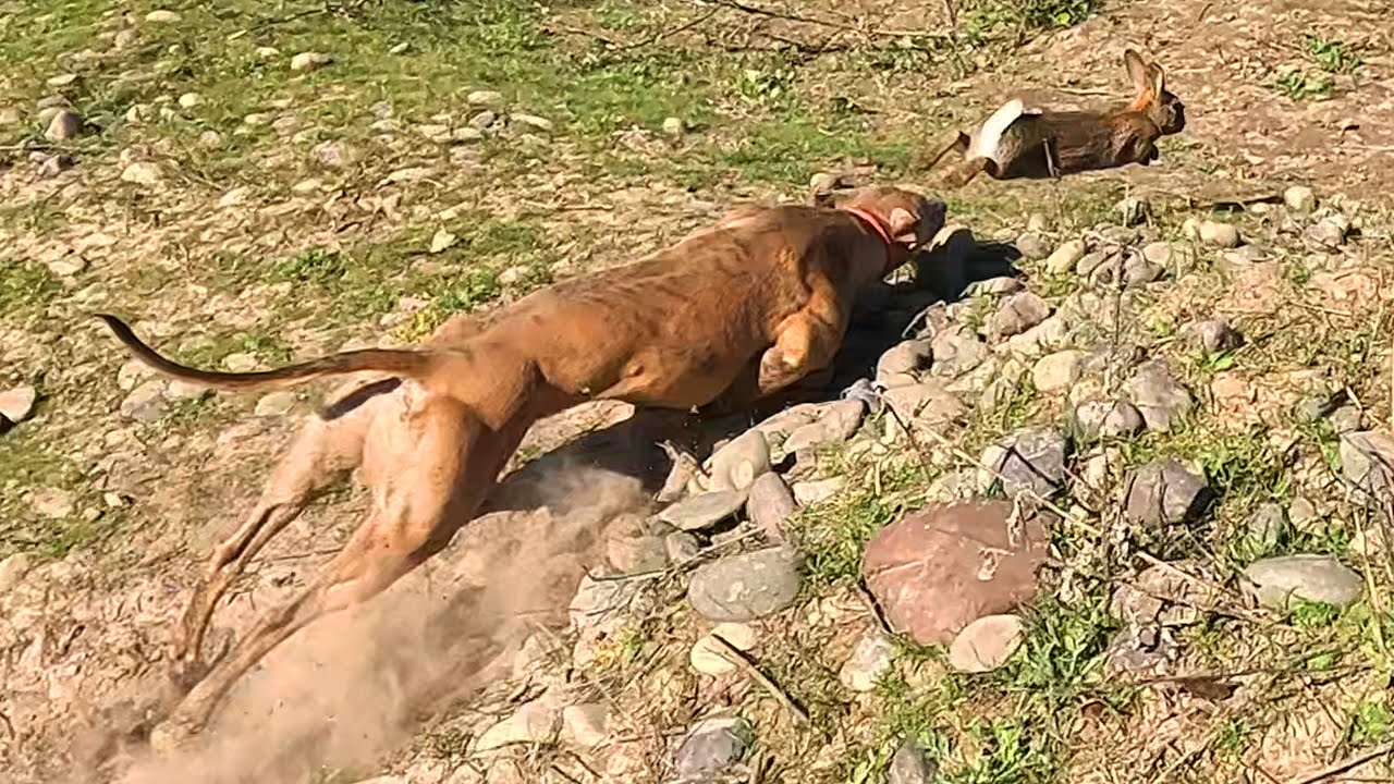 #18 - ¡Conejos volando! Cacería con galgos en Melipilla | Conejeando 2025