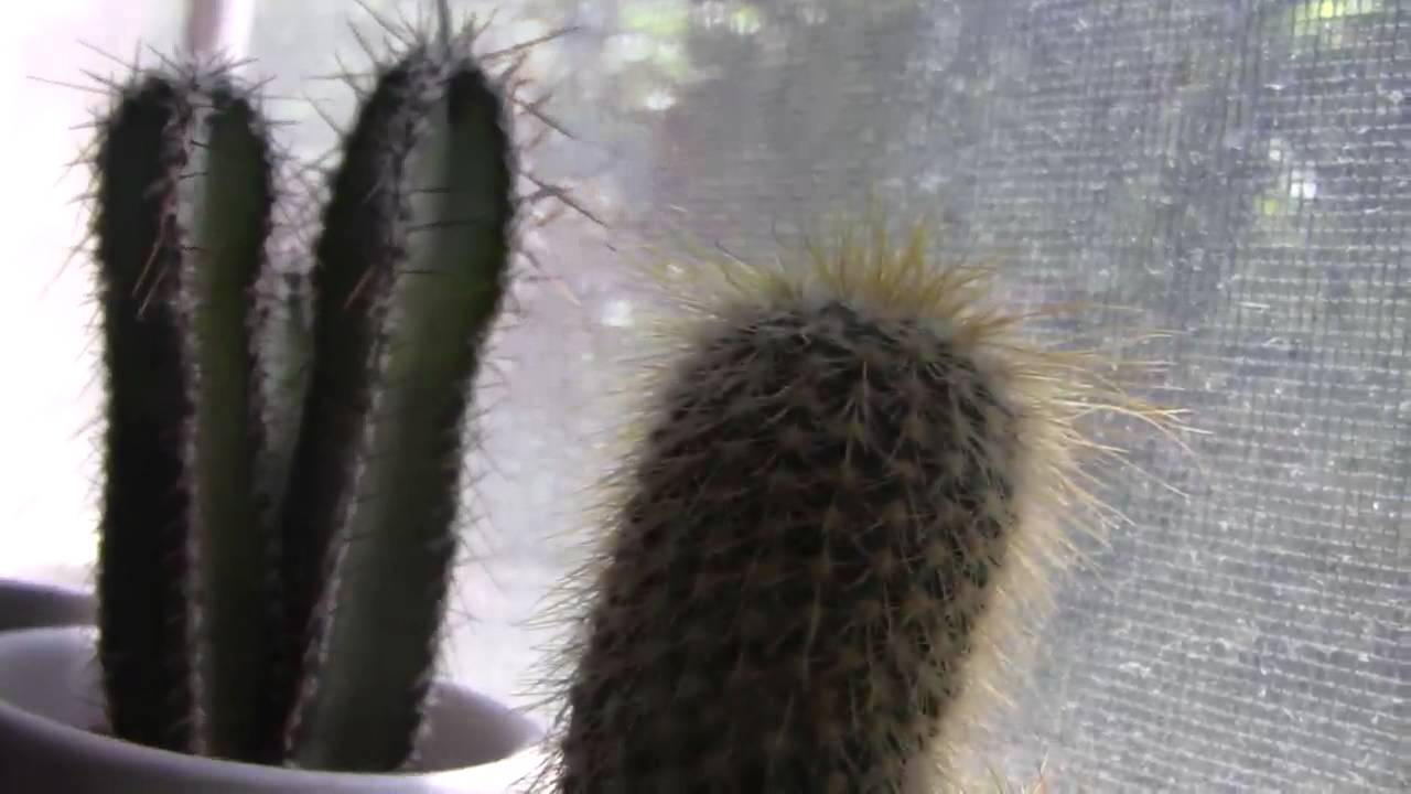 IKEA cactus 