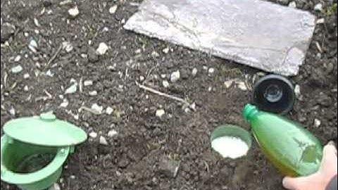 How to Effectively Control Slugs Without Chemicals!