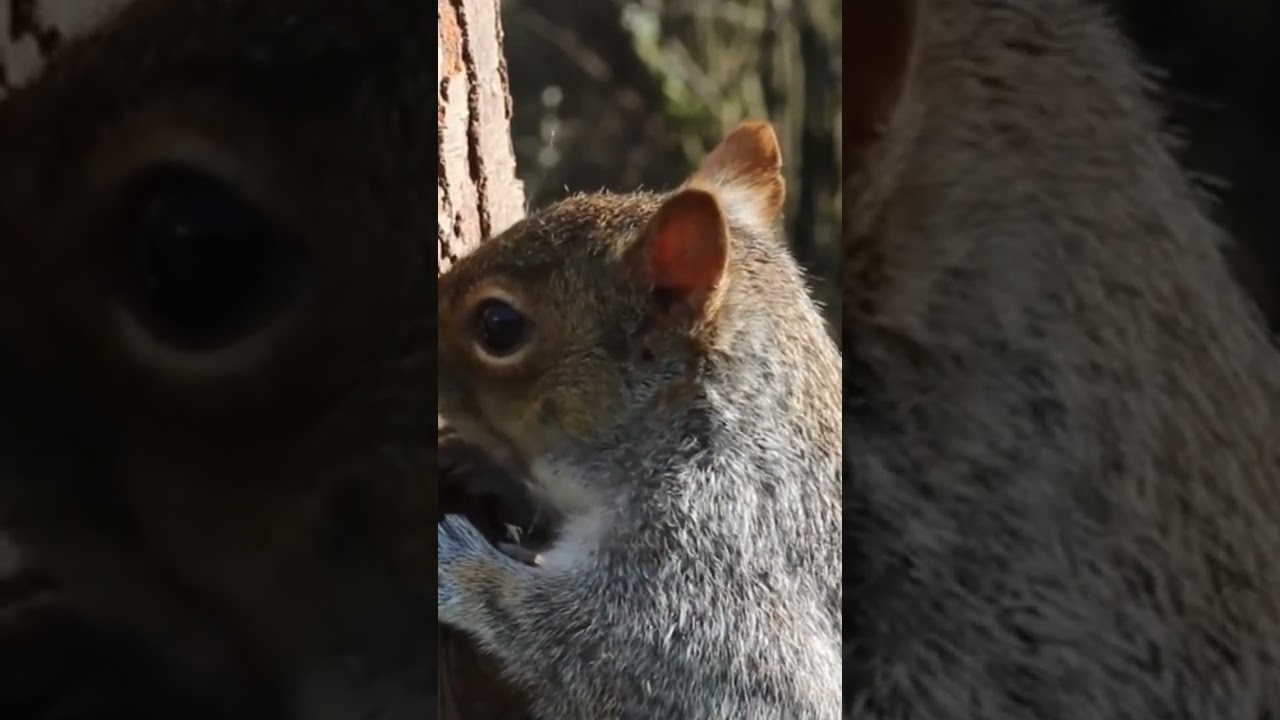 Squirrel# red# rodent