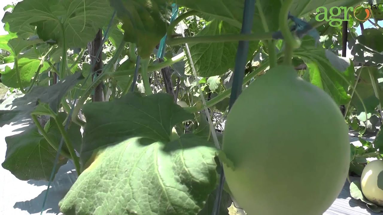 Agro TV 3 5 Buah Melon Per Tanaman YouTube Agro TV 3 5 Buah Melon Per Tanaman YouTube