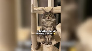 4 Myths about Maine Coon cats  #catfacts #mainecoon #learnonyoutube