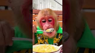 Cute monkey eats porridge with spoon #monkeycute #monkeyshort