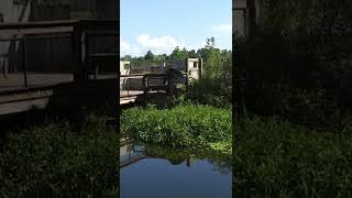 How Did This Florida Alligator Get Up There