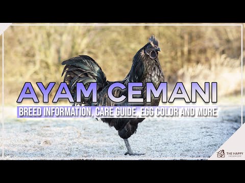 Ayam Cemani Breed Information Care Guide Egg Color And More