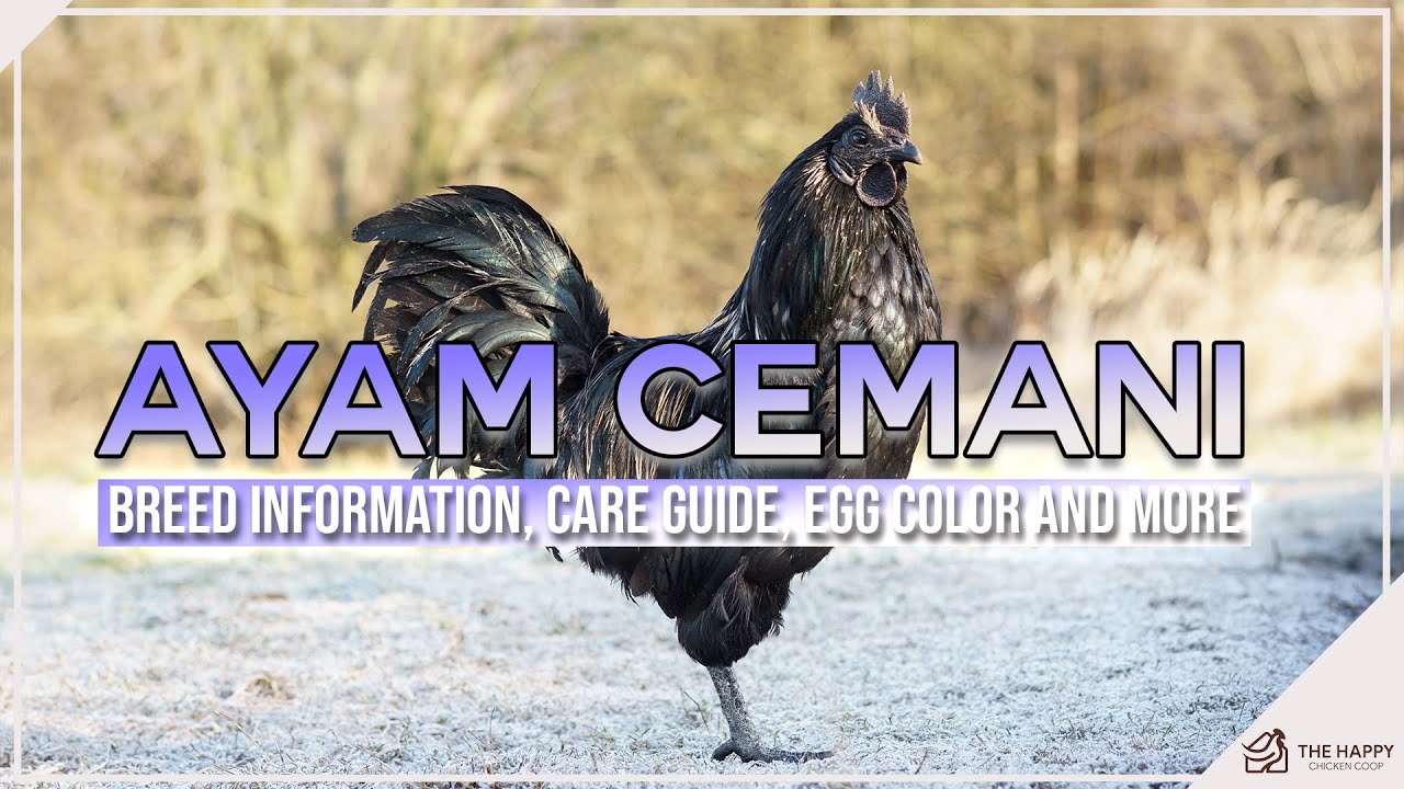 Ayam Cemani Breed Information, Care Guide, Egg Color and More