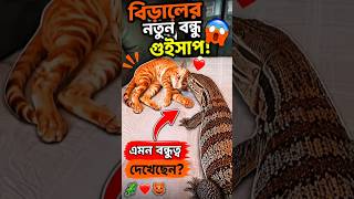 বিড়াল আর গুইসাপের অদ্ভুত বন্ধুত্ব! 😱🐱🦎#Cat #MonitorLizard #AnimalFriendship #FunnyAnimals #shorts