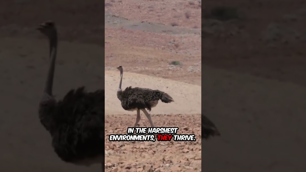 Ostrich Survival Secrets Revealed-🥶💯🤯🔥