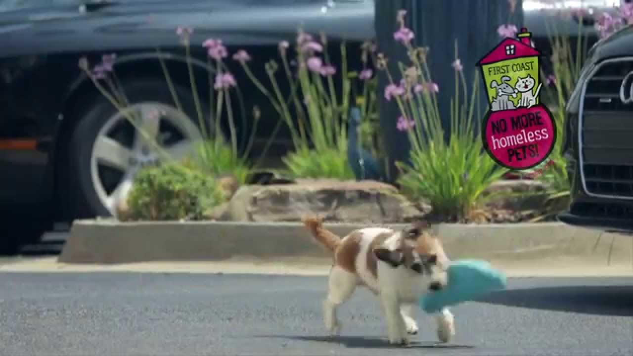 Driving Sales to Wag Tails - Jacksonville, FL - Autoline Preowned