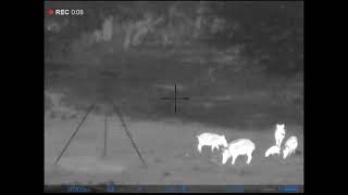 Thermal Pulsar Thermion 2 Xq38 Hog Hunting Blaser R8 308Win