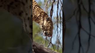 Clouded leopard escape? I’d pet it🥹 #cloudedleopard #leopard #dallaszoo #shorts  #leopardescape