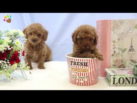 harga teacup poodle