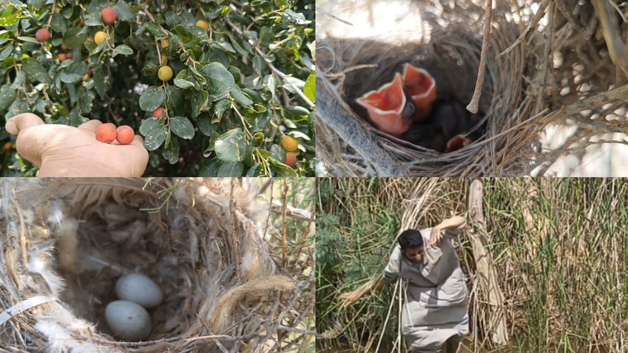 مغامره جديده البحث عن اعشاش البلابل العراقية والبلابل الروسية في البريه 2024