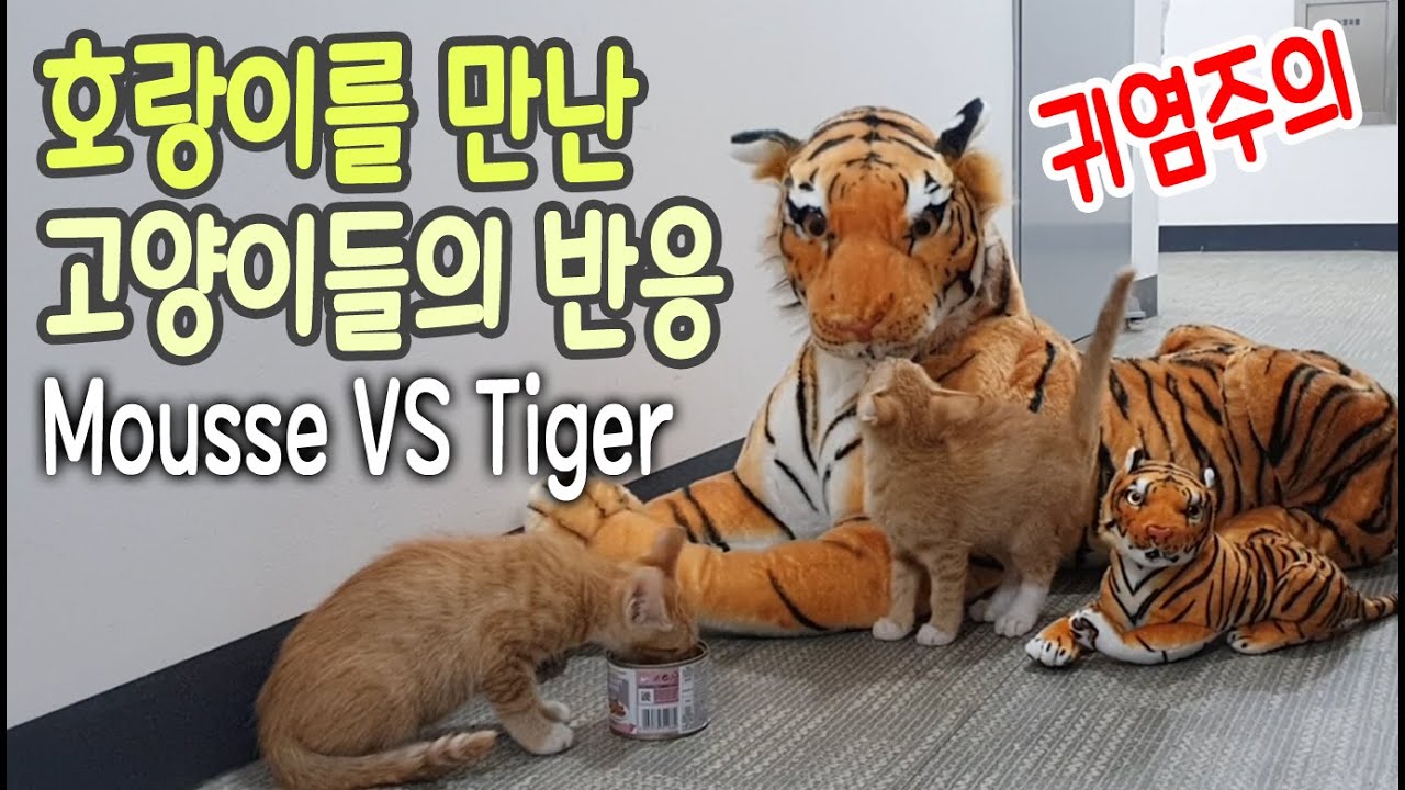 간식먹으러 가다가 호랑이를 본다면 [귀염주의] 귀여운 아기고양이 / Cat's reaction to seeing a tiger