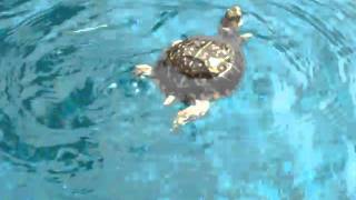 box turtle swimming.AVI