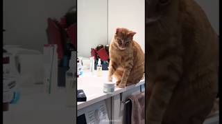 Naughty cat #ccto #trendingshorts #trending #cat #fypシ #funny #playtime #pets #cute #animals #cute