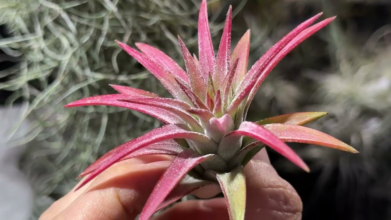 Tillandsia1エアプランツ・エアープランツ専門店生産育成農場
