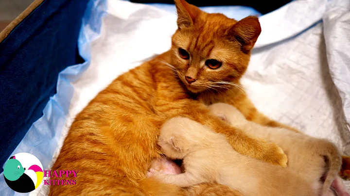 Watch the video about Mother cat washes her kittens and feeds them milk